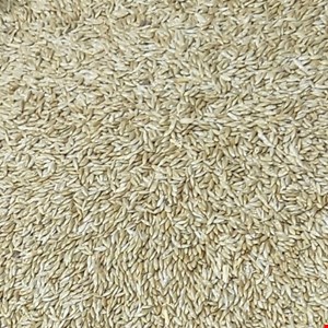 تخمه کتان اردبیل تازه 
