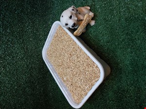 گندم پاک شده 